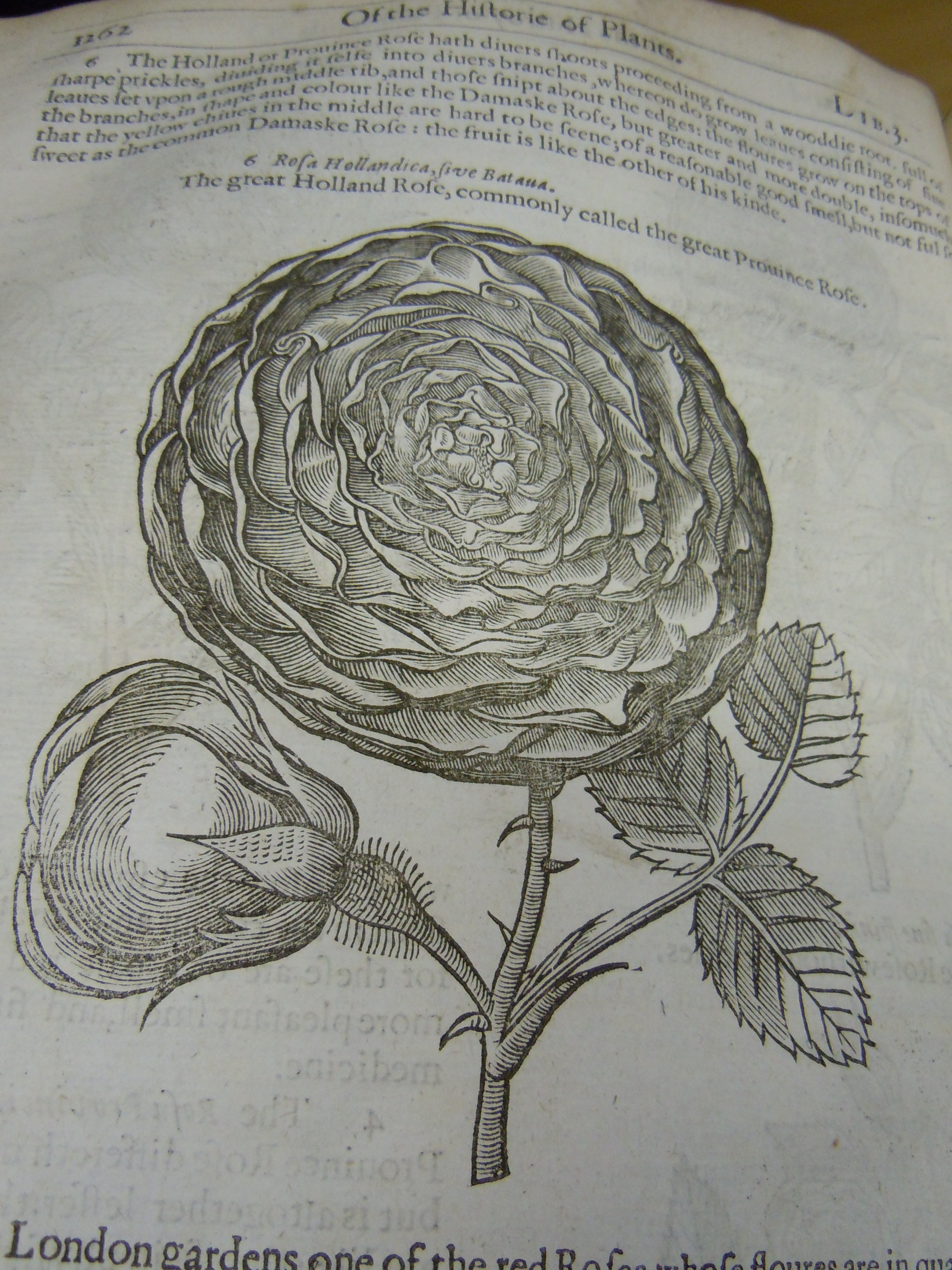 BT3.201.1, p.1262, John Gerrard鈥檚 The herball (1633)