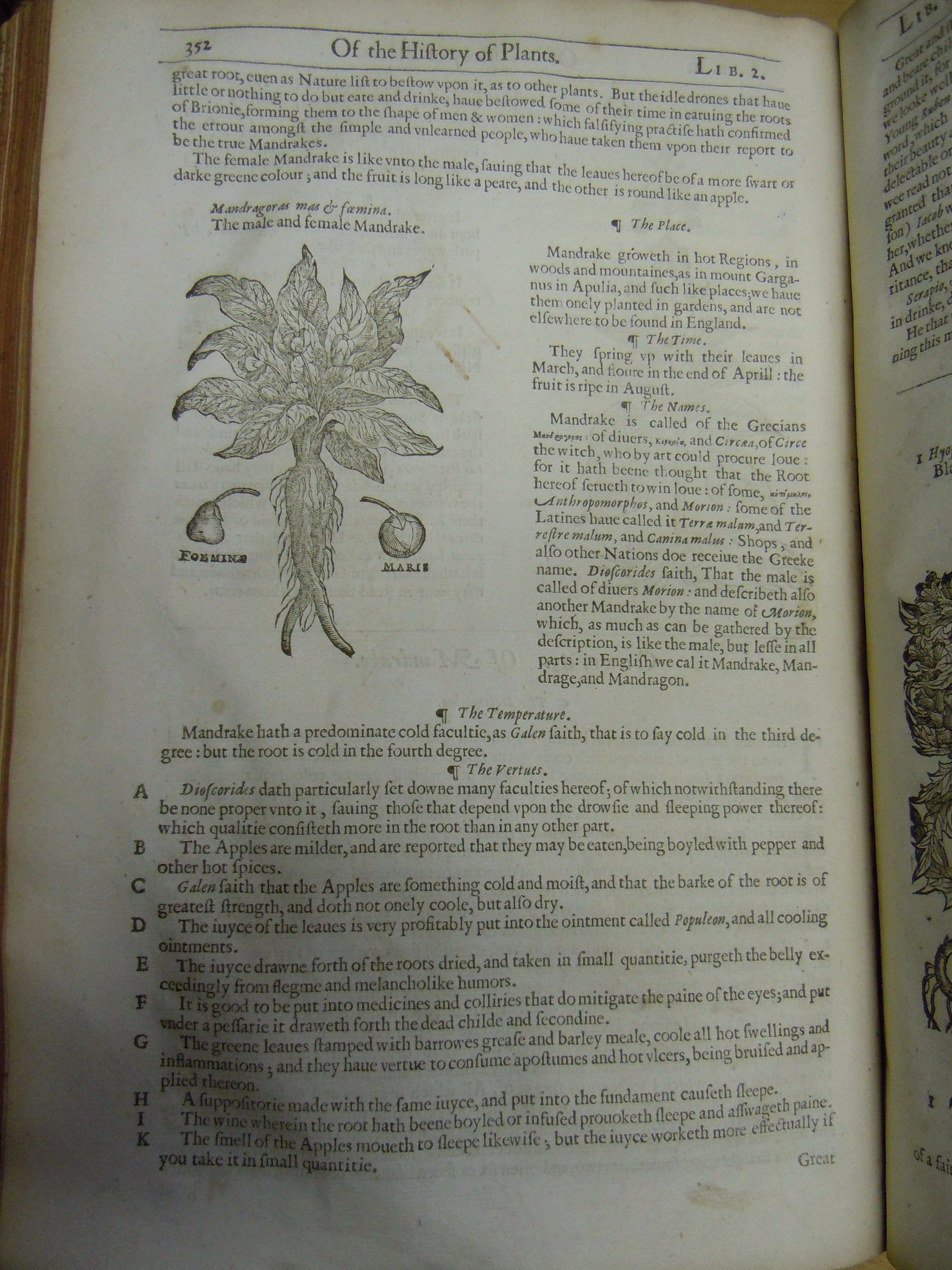 BT3.201.1, p.352, John Gerrard鈥檚 The herball (1633)