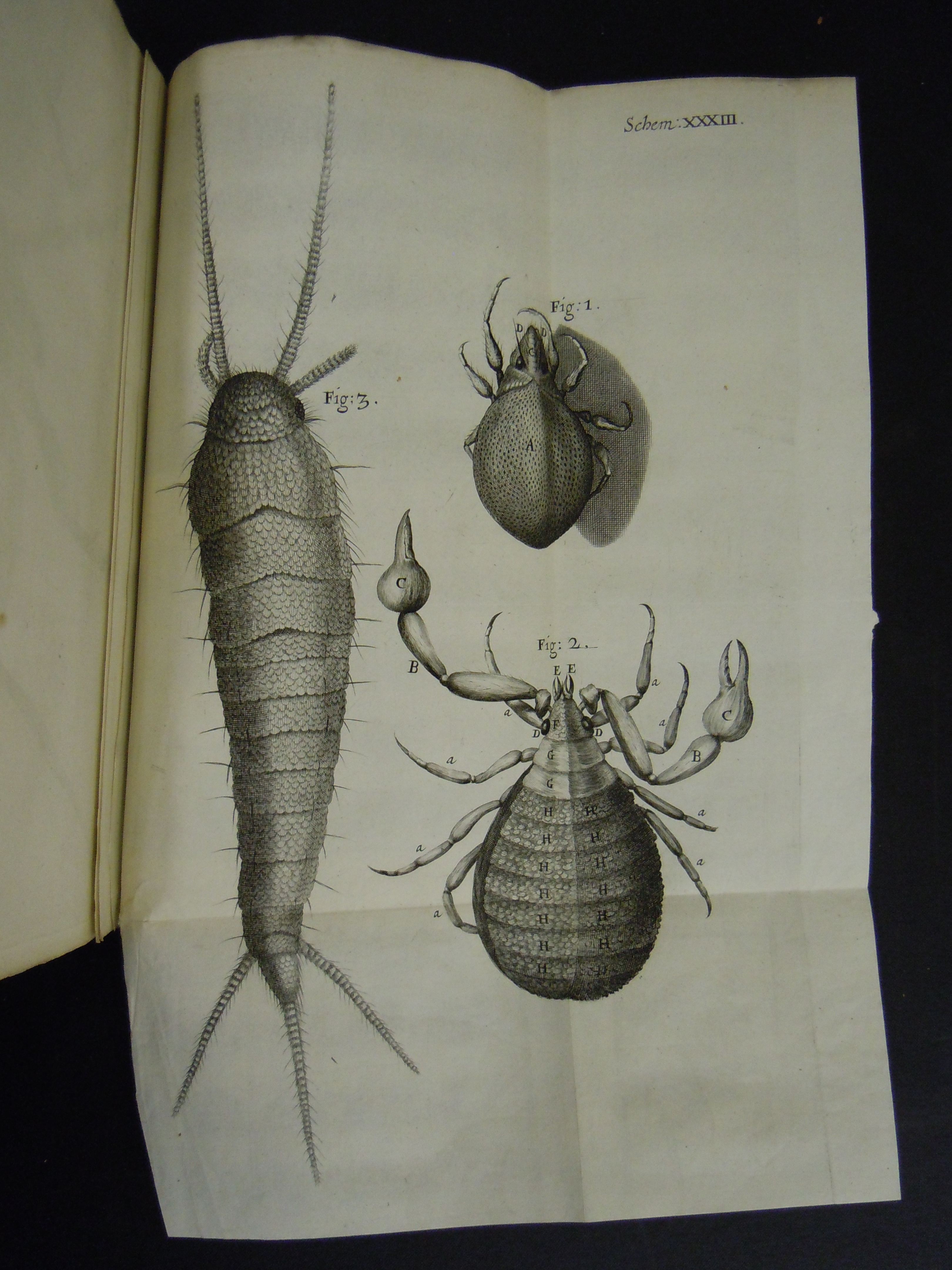 BT1.31.14, pl. xxxiii, Robert Hooke鈥檚 Micrographia (1665)