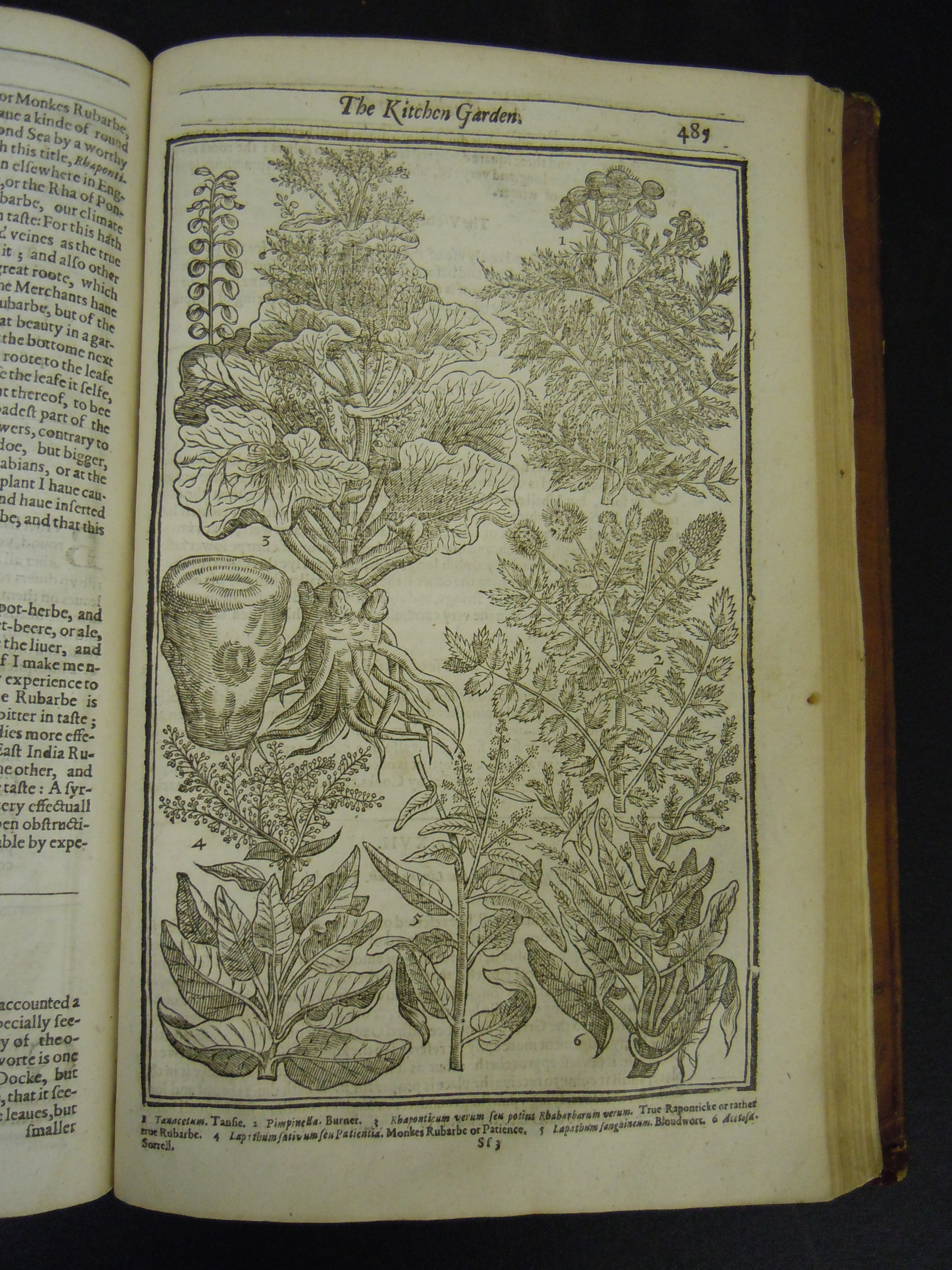 BT1.31.13, p.485, John Parkinson鈥檚 Paradisi in sole paradisus terrestris (1629)